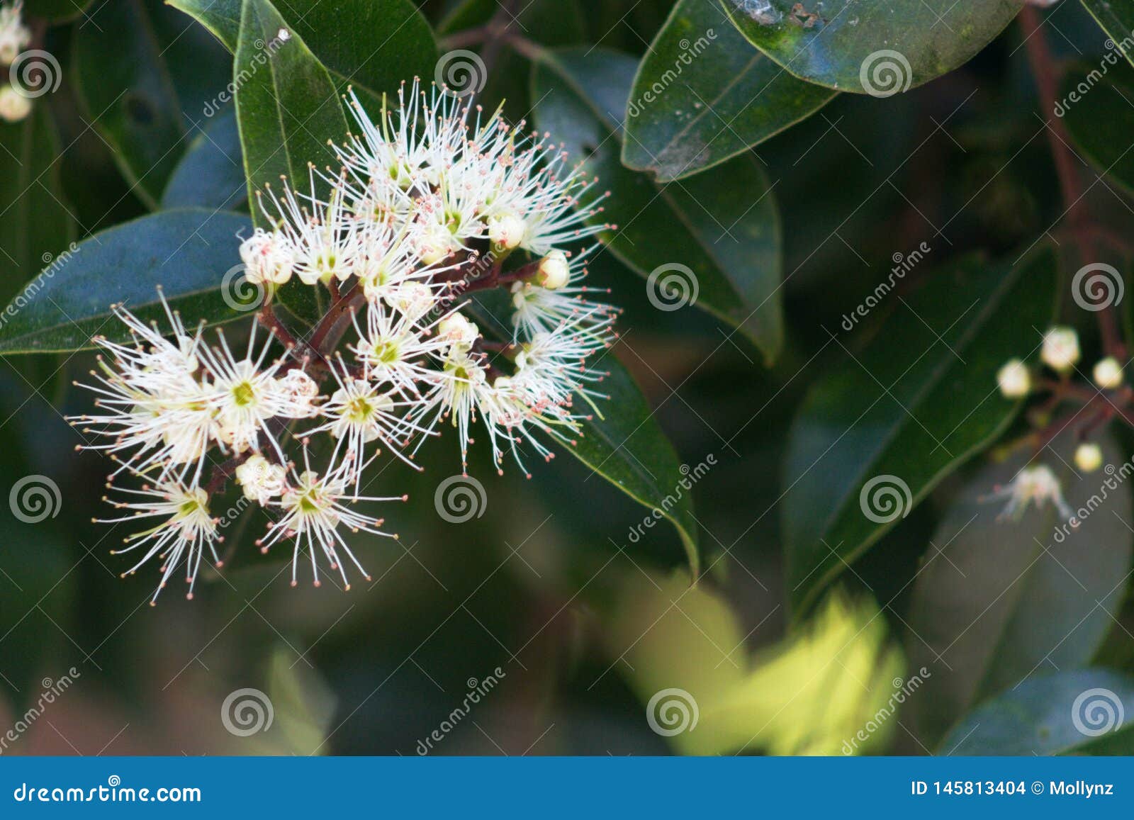 bartlett`s rata, metrosideros bartletti